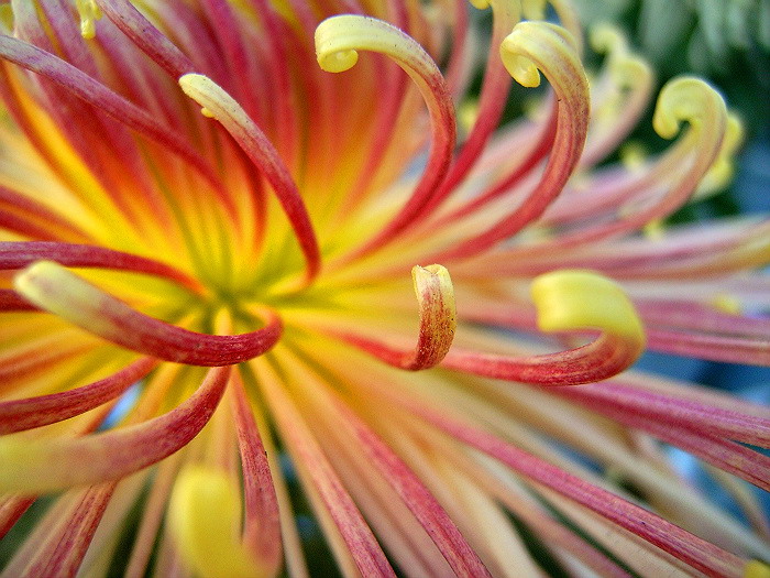 菊花一组