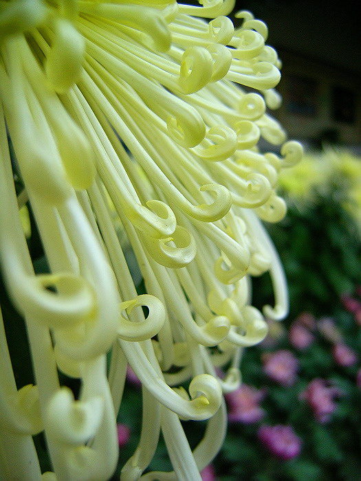 菊花一组
