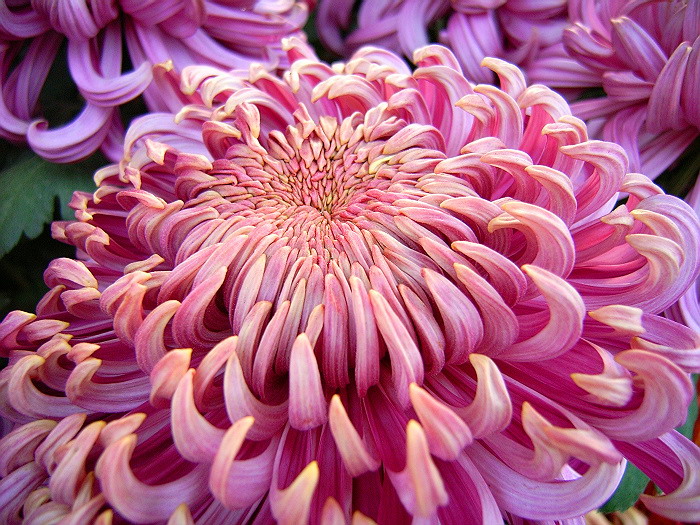 菊花一组