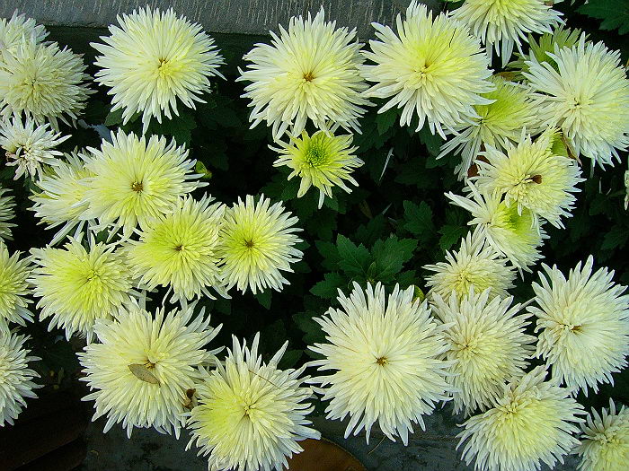 菊花一组