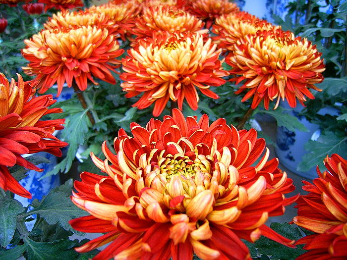 菊花一组