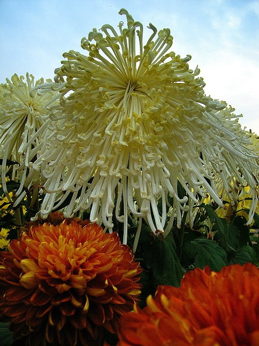 菊花一组