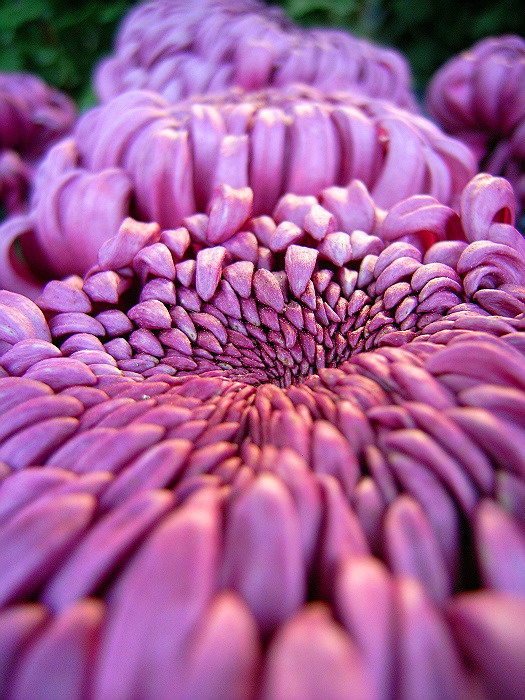 菊花一组