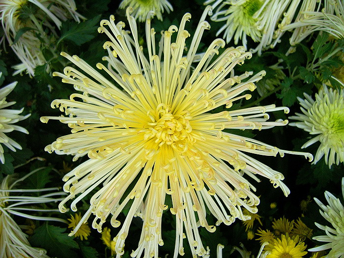 菊花一组