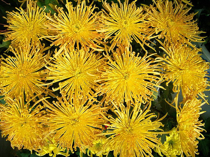菊花一组