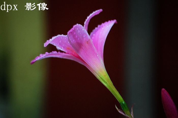 韭菜兰