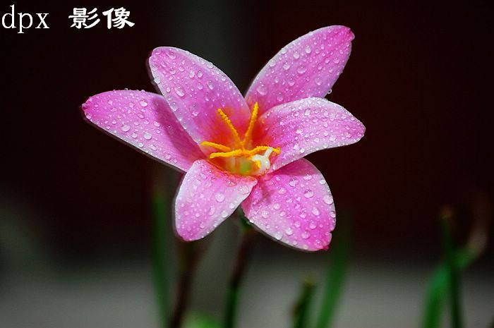 韭菜兰