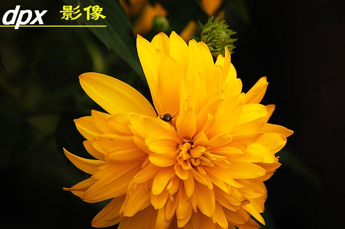 蝶恋花2