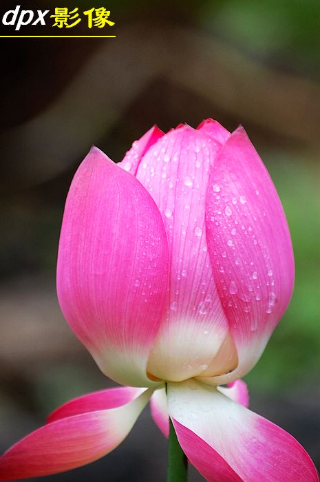 含苞雨放