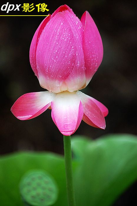 含苞雨放