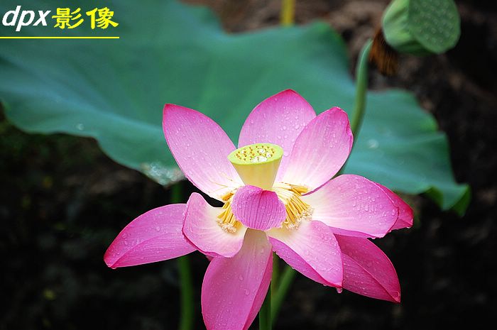含苞雨放