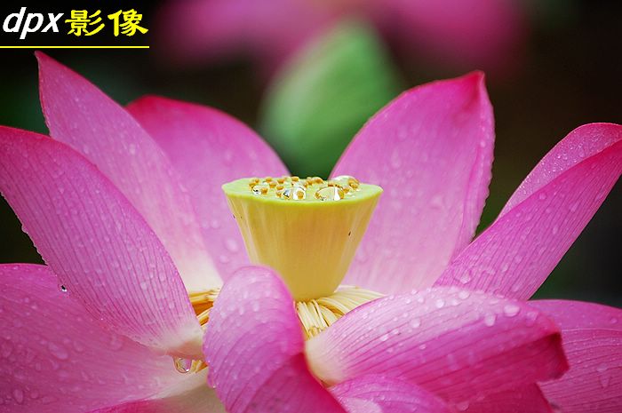 含苞雨放