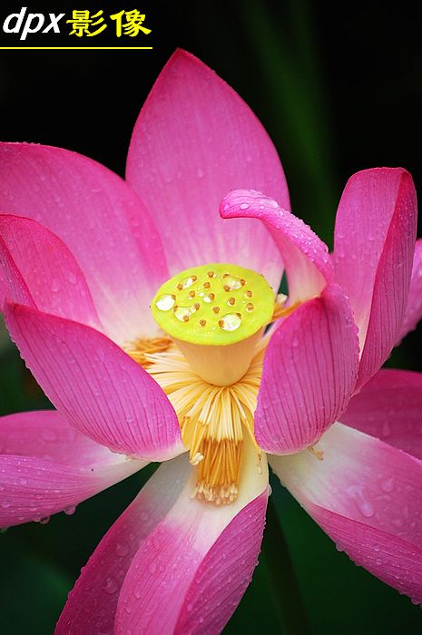 含苞雨放