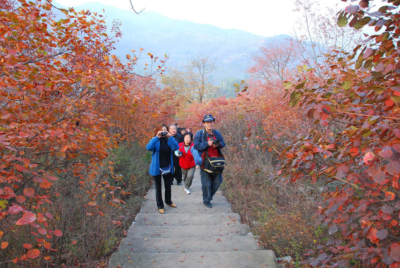沂蒙山采风花绪
