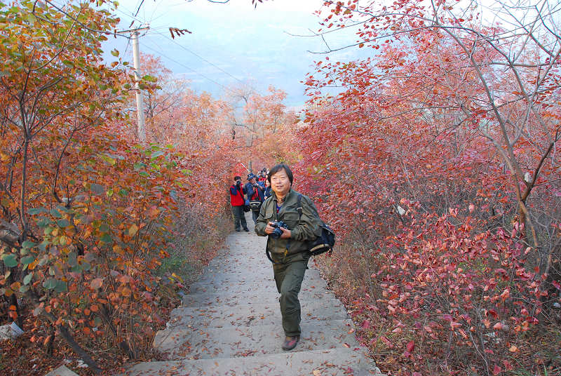沂蒙山采风花绪