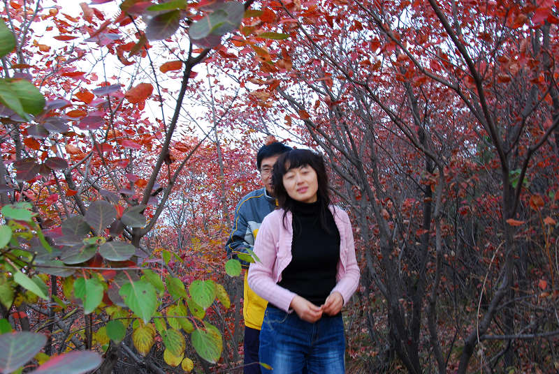 沂蒙山采风花绪