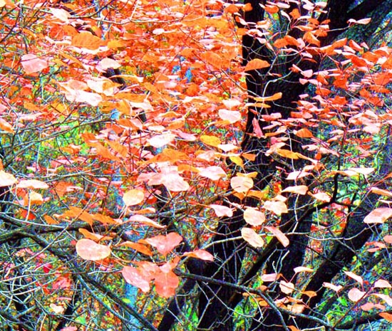 [原创]金秋沂蒙调色板