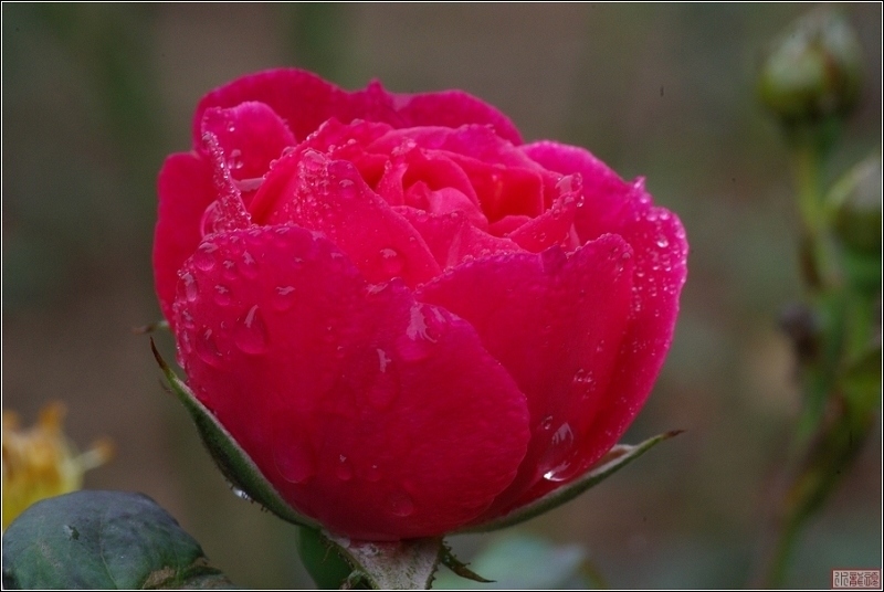 雨后的月季花