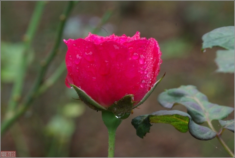 雨后的月季花
