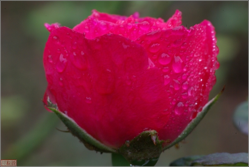 雨后的月季花