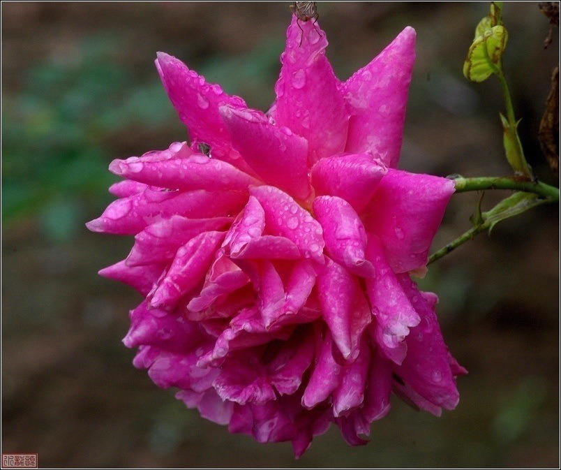 雨后的月季花