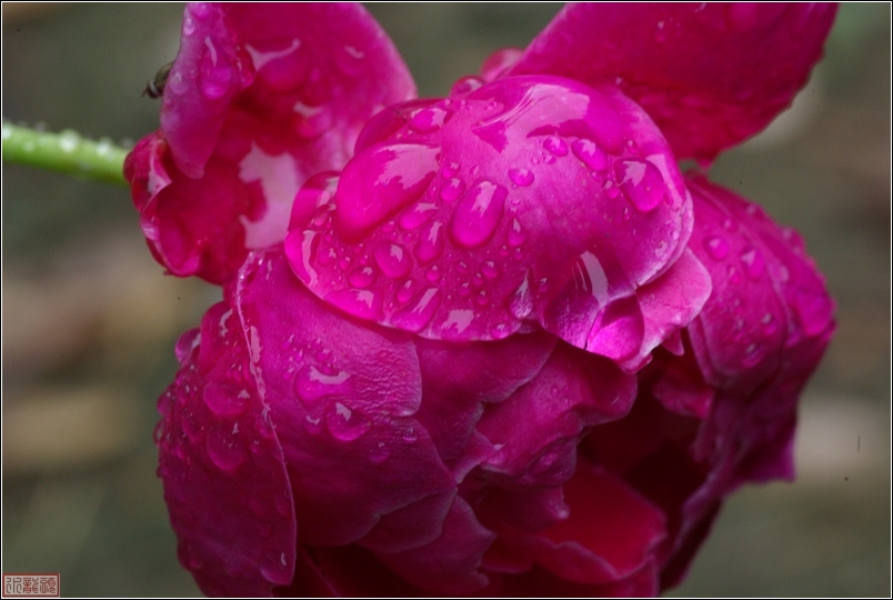 雨后的月季花