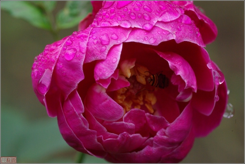 雨后的月季花