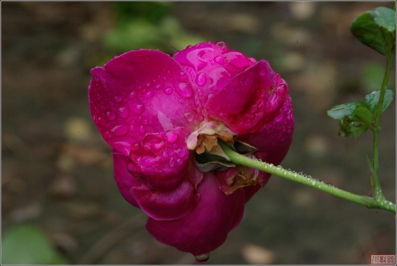 雨后的月季花