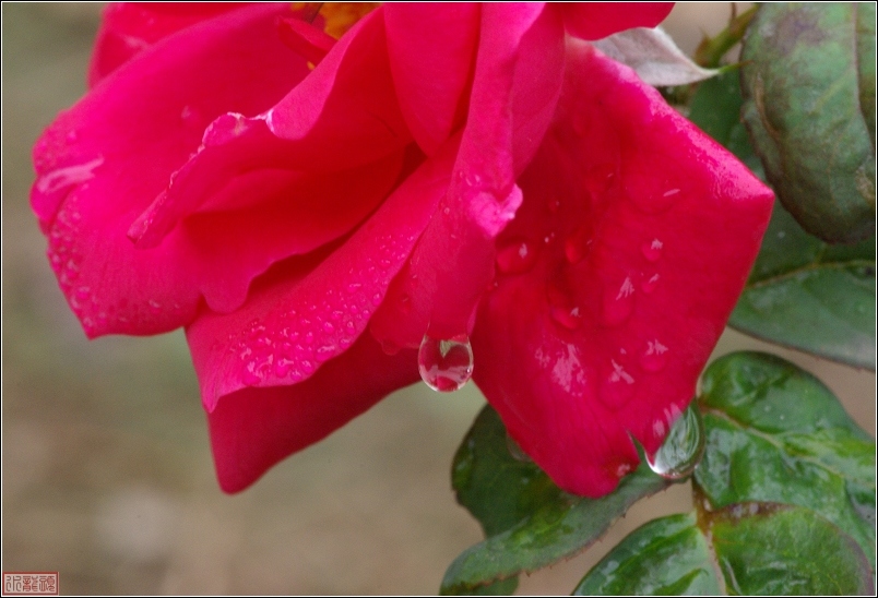 雨后的月季花