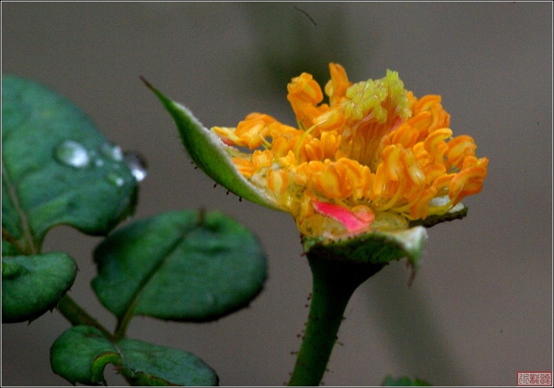 雨后的月季花