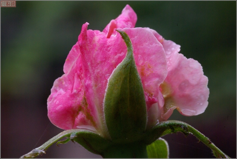 雨后的月季花
