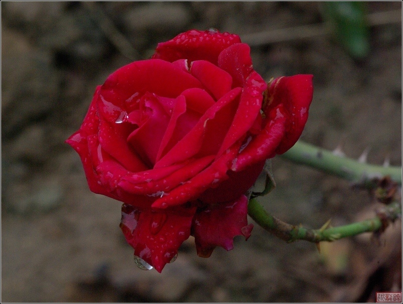 雨后的月季花