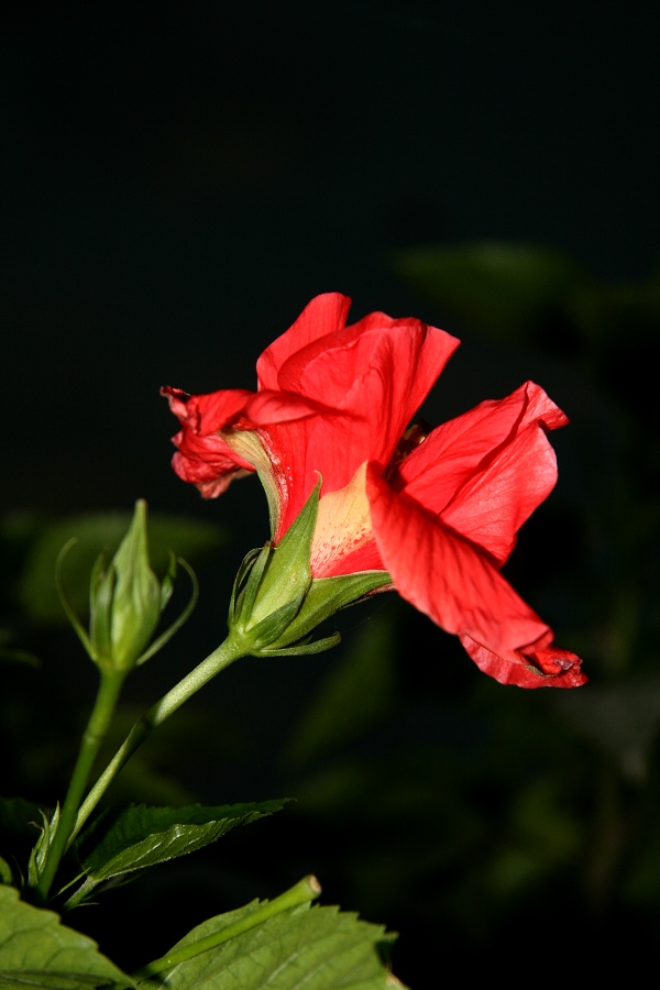 不知名的花