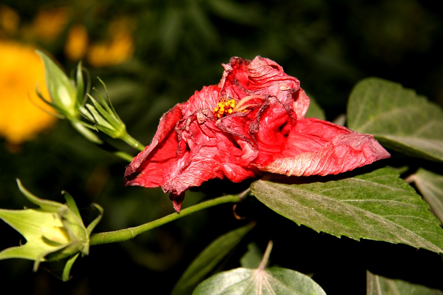 不知名的花