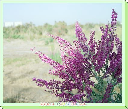 红柳花
