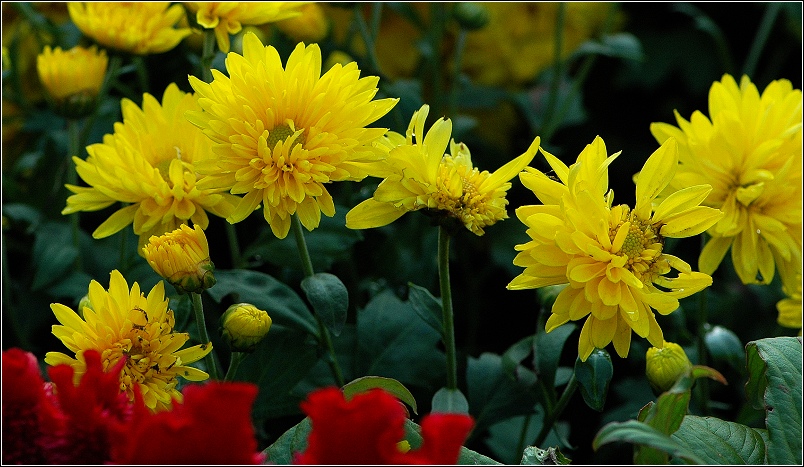 秋~  花~  虫~