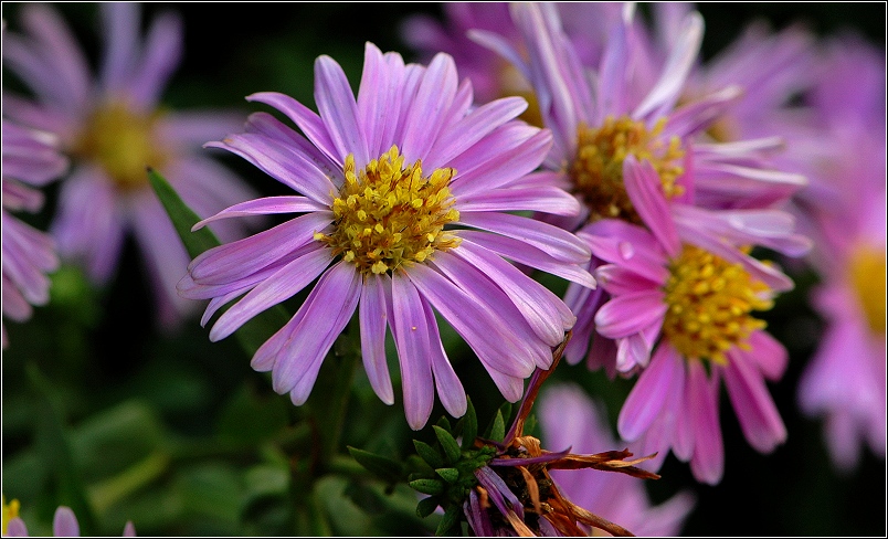 秋~  花~  虫~