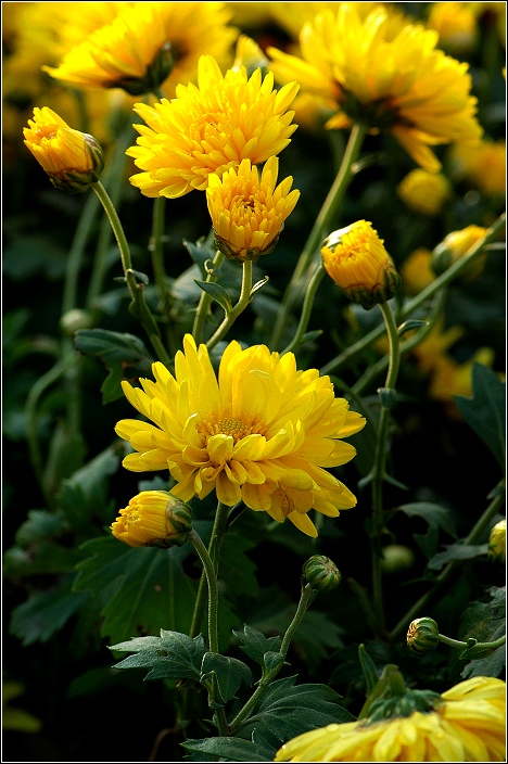 秋~  花~  虫~
