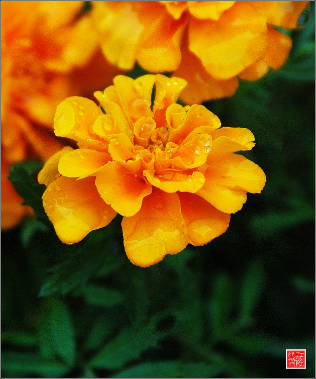 秋~  花~  虫~