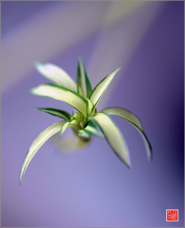 秋~  花~  虫~