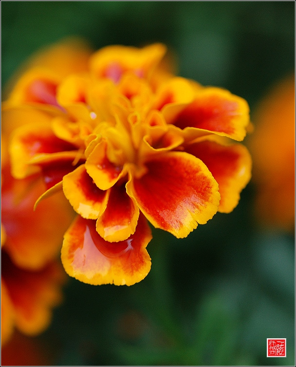 秋~  花~  虫~