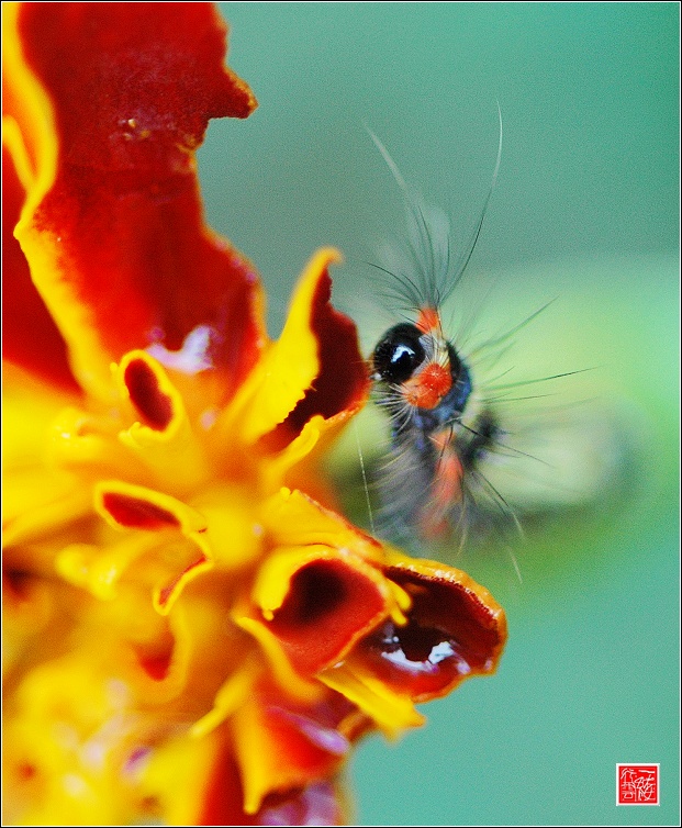 秋~  花~  虫~