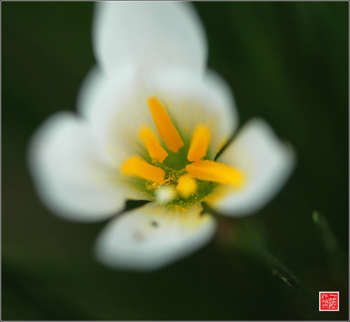 秋~  花~  虫~