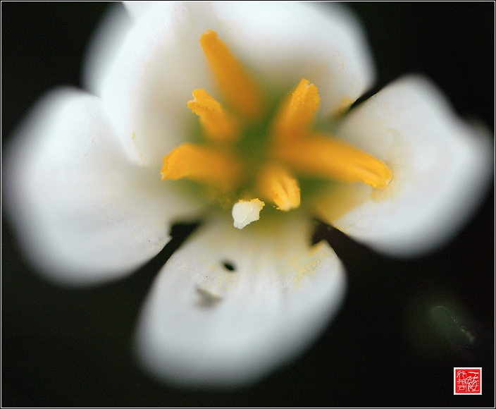秋~  花~  虫~