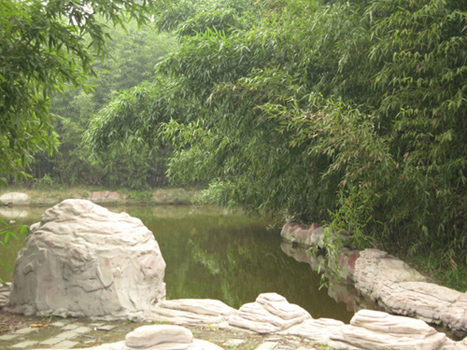 竹林风光