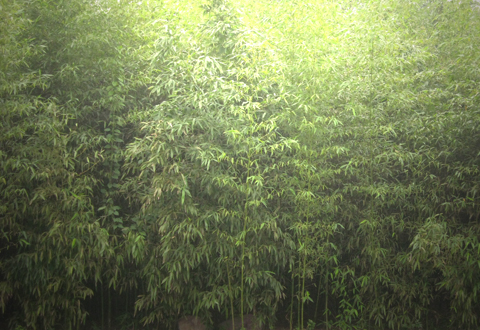 竹林风光