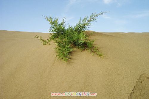 发几张沙漠的图片