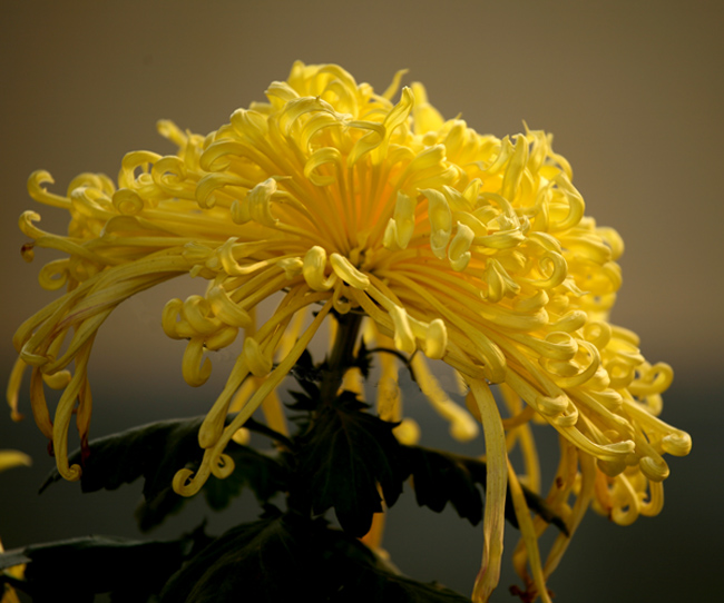 秋到汴梁菊花黄