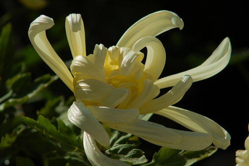 [原创]秋菊