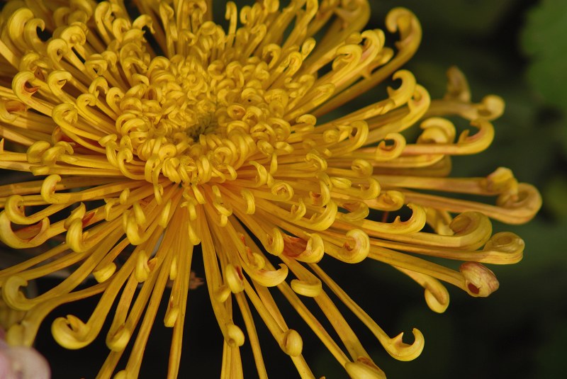 [原创]秋菊
